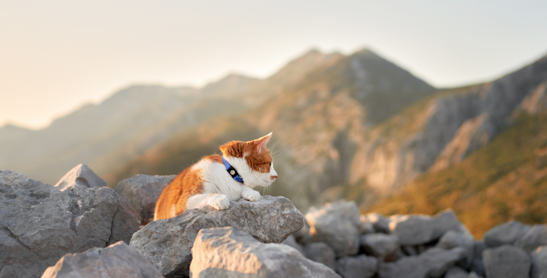 Getting Your Cat Comfortable with Collars